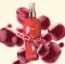 ever pure Mist  For women